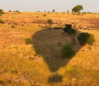 A wildebeest view