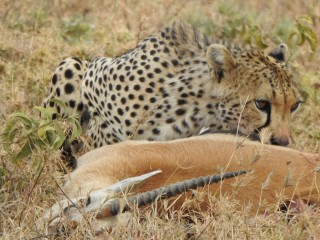 Cheetah with a fresh kill