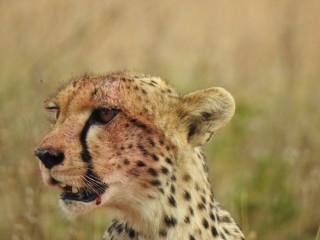 Cheetah dining on a gazelle