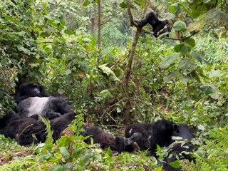 Gorilla Family Resting 