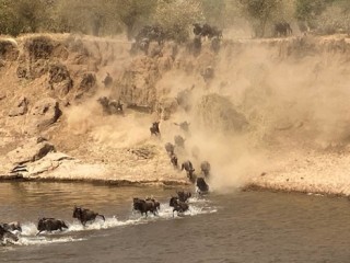 wildebeest crossing 