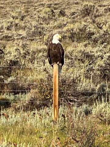 bald eagle in Colorado